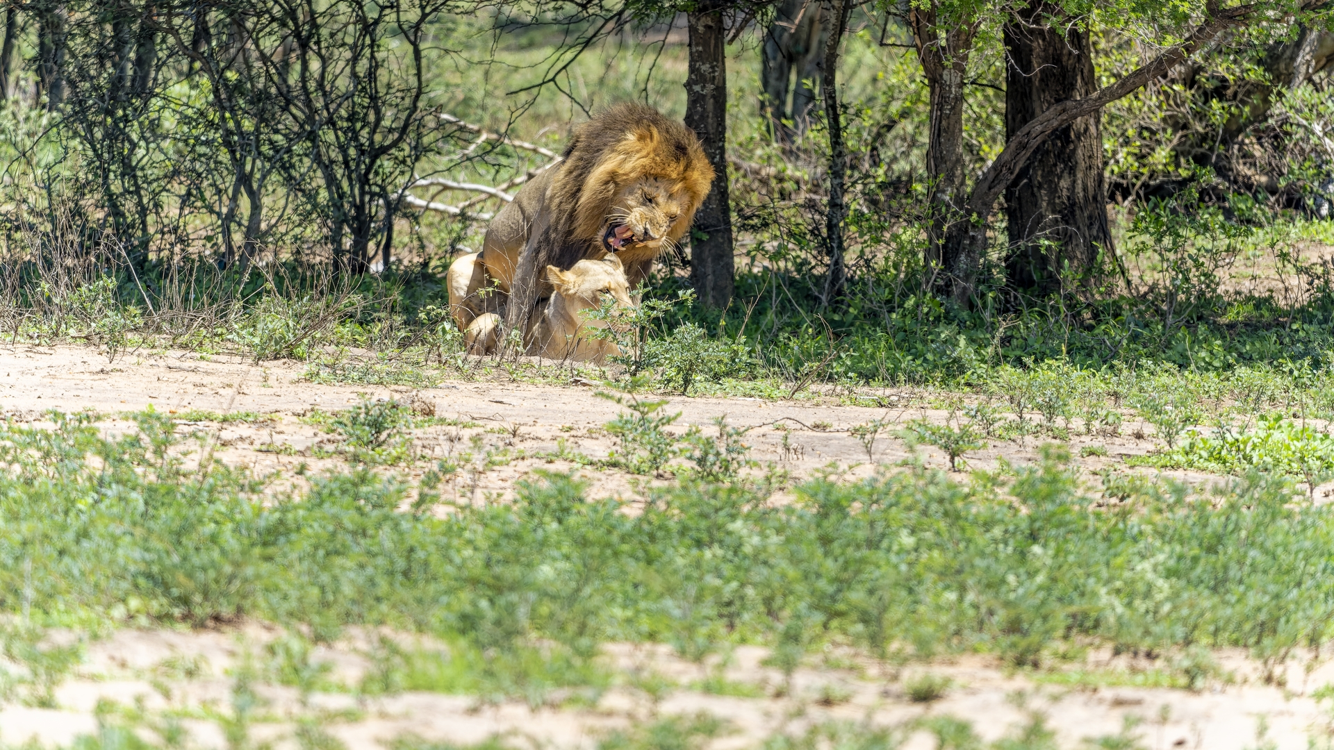 Kruger25 2025 11 01 09 54 45 ILCE 1M2 2262_DxO
